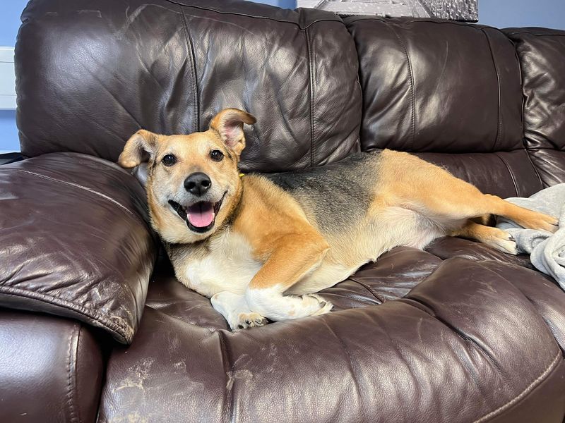 AdoptionsUk's tweet image. Please retweet to help Rania find a home #GLASGOW #SCOTLAND #UK 
Large Cross breed aged 5-7. She may not have lived in a home before and is looking for an adult home to go on with training.  She needs to the only pet in the home.     DETAILS or APPLY👇 dogstrust.org.uk/rehoming/dogs/……