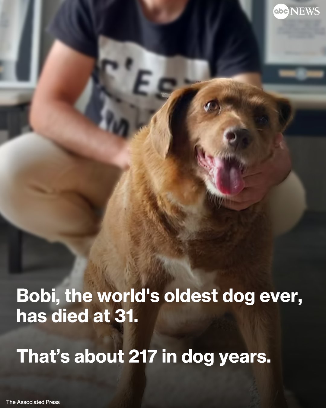 Abc news dog clearance food