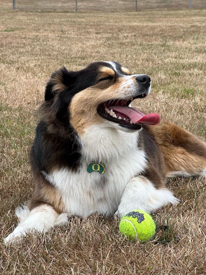 uoregon's tweet photo. Suns out, tongues out ☀️🐶💚 #UODogs https://t.co/i6liuzzXKp