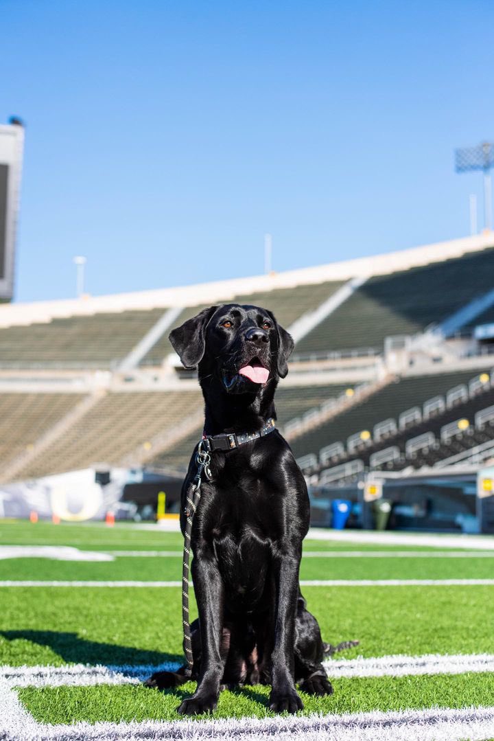 uoregon's tweet photo. Suns out, tongues out ☀️🐶💚 #UODogs https://t.co/i6liuzzXKp