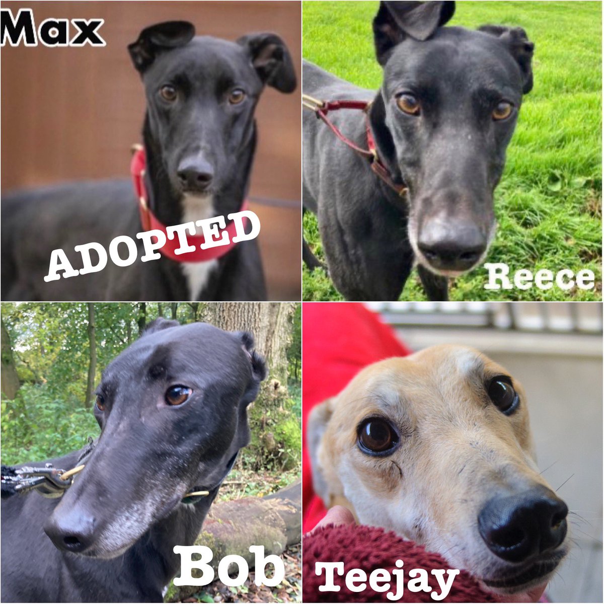 GreyhoundRFife's tweet photo. Exciting news👏🏽🥳! Our longest termer Max was adopted last week!
Now it’s the turn of long termers Teejay, Reece &amp; Bob ! All super #Greyhounds who just need a lucky break. Each would make #Greyt pets &amp; are ready for a home. For info please ☎️07826244765 #AdoptDontShop #k9hour https://t.co/9S6EhGR7sz