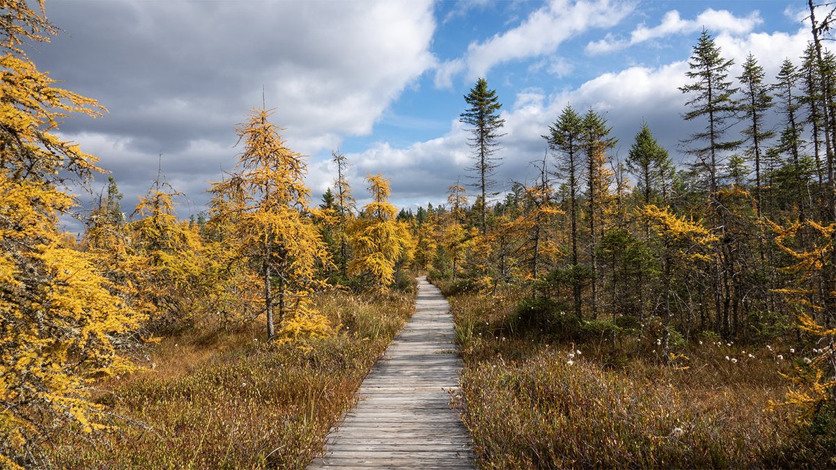 WildAdks's tweet photo. Tamaracks (Larix laricina) on the Boreal Life Trail at the Paul Smith’s College VIC, Franklin County, NY (19 October 2023). https://t.co/Sn2qlJF1xH
#tamaracks #tamaracktree #larch #wetlands #adirondackwetlands @pscvic #pscvic #barnumbog #autumnwatchadirondacks #boreallifetrail https://t.co/hpgUZy3ARc