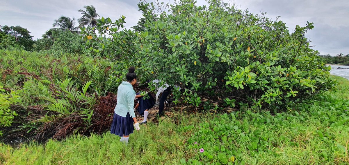 MarenaNicaragua's tweet photo. #MARENA, en coordinación con la Alcaldía Municipal de Corn Island y la #BICU, realizaron la siembra de 1,788 propágulos de Mangle rojo, en el humedal Rocky Point.
🌐 https://t.co/wnbbmtsnXN
#VerdeQueTeQuieroVerde
#Nicaragua
#MARENA
#AmorAlaMadreTierra
#Biodiversidad https://t.co/jvZSTMohAA
