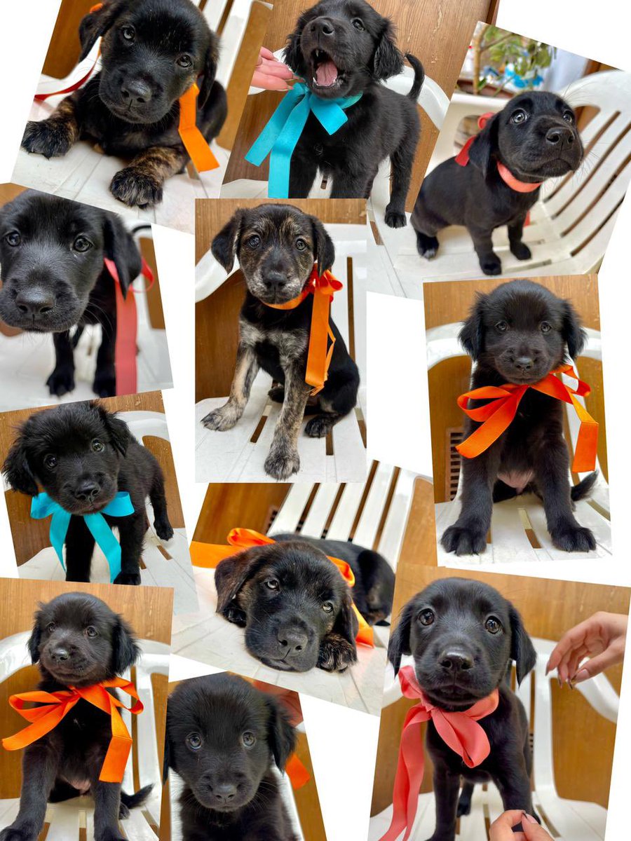 lunalunera1010's tweet photo. 🚨EN ADOPCION RESPONSABLE🚨
Cachorros de dos meses buscan hogar. Están vacunados y desparasitados, son muy amorosos y les encanta jugar. Serán de tamaño mediano ya que la mamá es cruce de labrador. Están ubicados en un temporal en SMP.
Contacto: 955661532 https://t.co/EYllIQ9W24