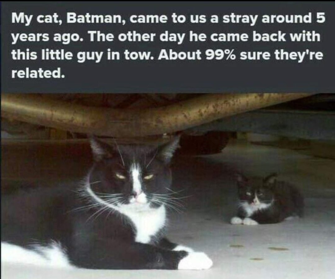 CATBRAINCELL's tweet image. 