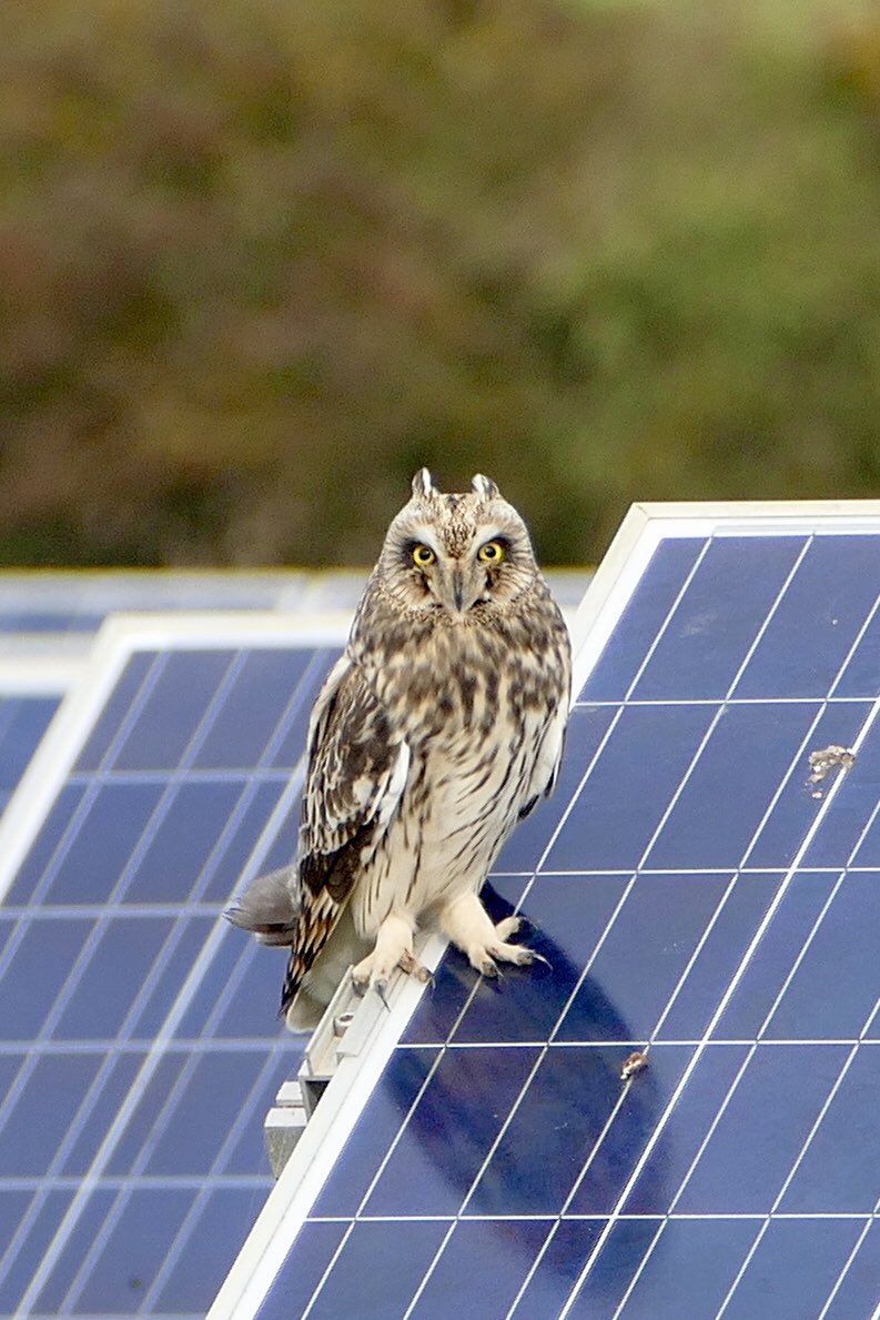 FarndonEcology's tweet photo. Good start to the winter bird survey season!
#birding #ecology #Suffolk https://t.co/NWPN7TQMG7