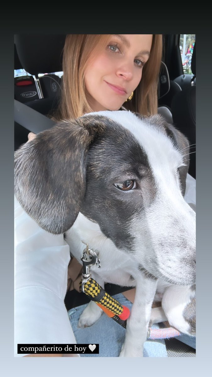 JEAdictax100pre's tweet photo. Hoy #cosmito acompaño a su mamá @BGutierrezCelia a recoger a su hermanito Humano Antonio y miren lo grande y bello que está Cosmito ❤️❤️❤️❤️ @jeabello https://t.co/iSWlv076k0