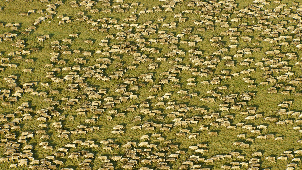 The Arctic National Wildlife Refuge is one of the most biodiverse places on the planet, spanning nearly 20 million acres of traditional Gwich'in and Iñupiat lands.