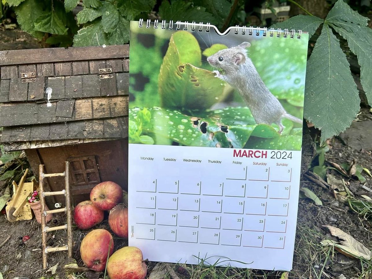 mousebybrambles's tweet photo. Mouse family 2024 A4 wall hanging Calendar
If you haven’t got one yet I still have few available, once they are all gone no more will be printed 
Only £10.99 plus P&amp;P
Just click this link: https://t.co/LiU07yRf10.…
Worldwide shipping available
#Mouse #Calendar #Rodent #wildlife https://t.co/yBUiXJJI9G