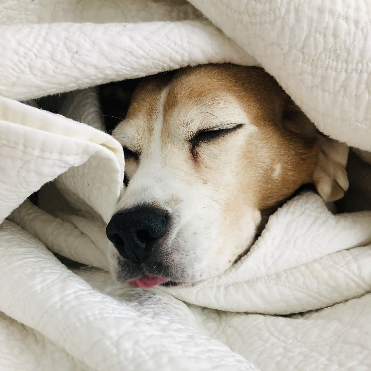 Beagle Facts tweet media