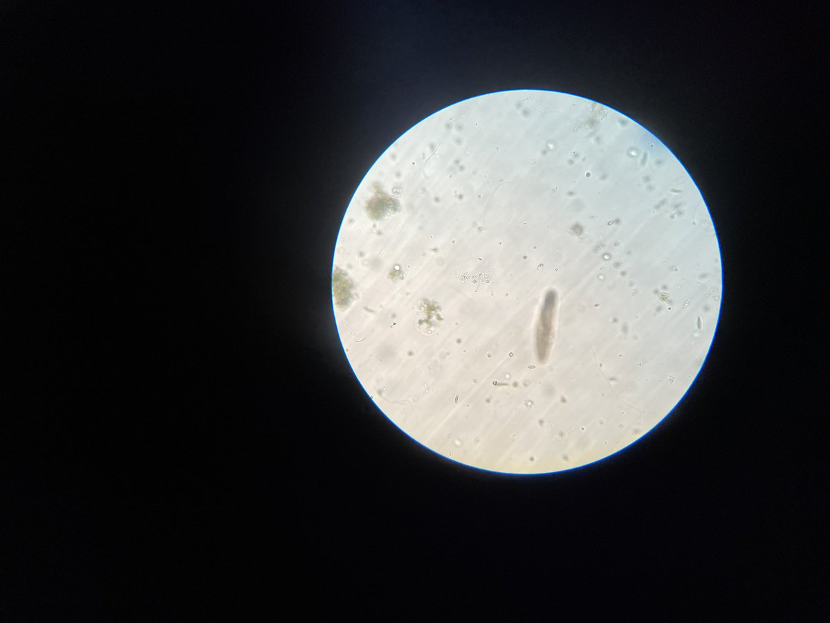 ffldwoodsms's tweet photo. Grade 7 scientists have been learning how to use microscopes and studying protists over the last week. If you are not sure what is in these photos, ask your child. They do a wonderful job explaining it! https://t.co/WtaitfxnEZ