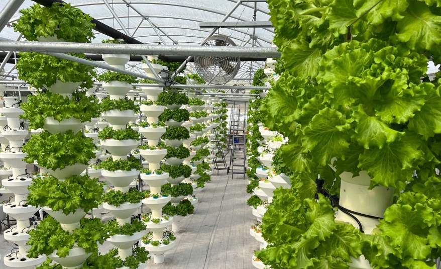 FireflyGroupPR's tweet image. House of Hope, a Firefly client, is embracing soil-free systems like hydroponics and aeroponics to grow produce. A recent article highlights their accomplishments, read more here: fireflyforyou.com/view-news.html…