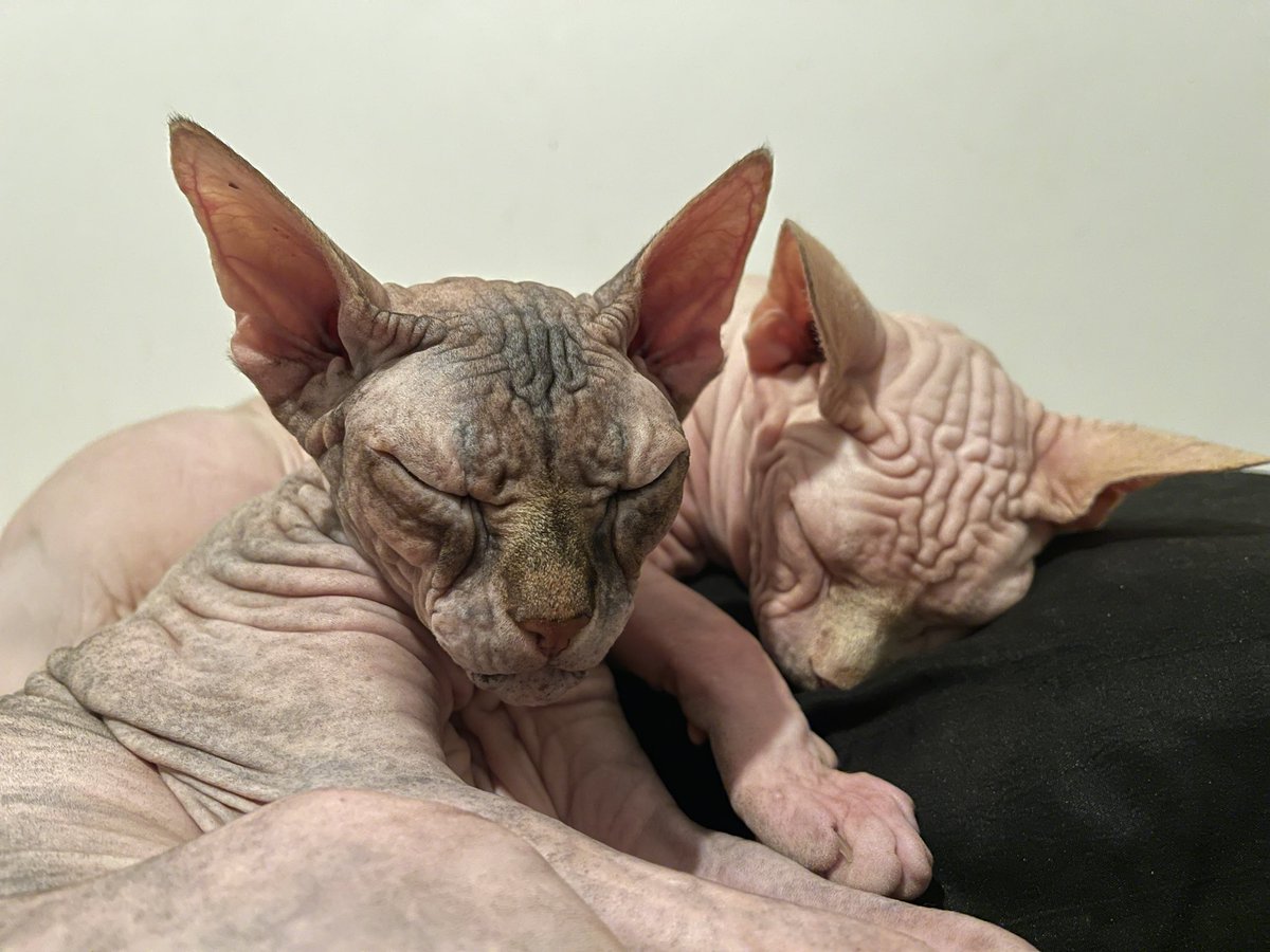 Some Sphynx cuddle time to help start the week off with some 💛❤️ 😻😻

youtube.com/shorts/2eT-TxI…

#sphynx #cats #paws #pets #lovingcats