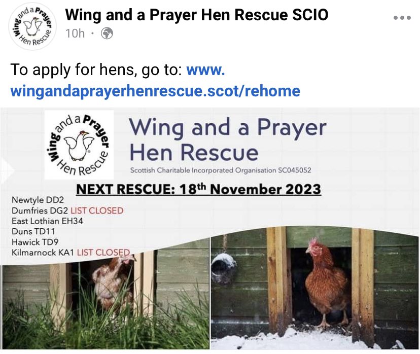 Next rescue! Go to the website to reserve your hens 😊