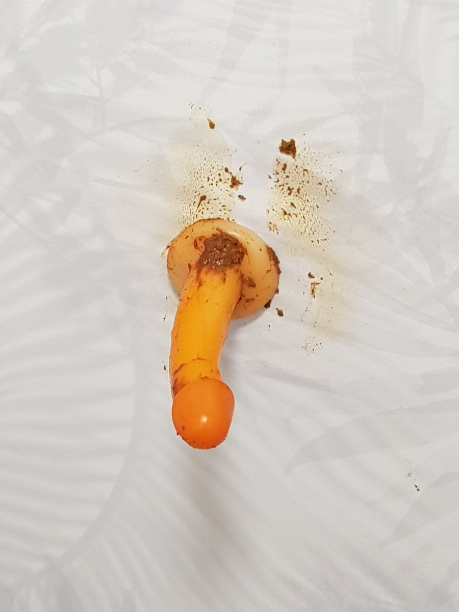 OnyxMagenta's tweet photo. I got horny and pooped myself  afterwards I rubbed my poop in real good on my ass and into my panties  and after that I  felt a little extra horny so I played with my dildo for a good 45 minutes. best feeling ever!😜❤ #pantypoop #poop #rubbing #adulttoy https://t.co/zBOgPeINFB