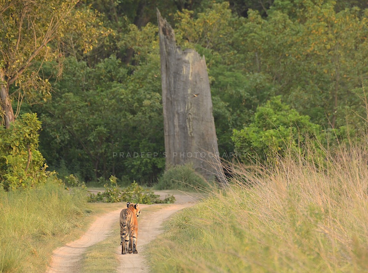 Bada Sal tree n tiger. Both great views of dhikala ..
#tigerpradeepsingh #pradeepswildlifeexpeditions #tigerprasangsingh 
#dhikalacorbett 
#netgeotravel #netgeowild #nationalgeographic #bbcearth #bbctravel  #sanctuaryasia #natureinfocus #animalphotography #wildnature  #wilderness