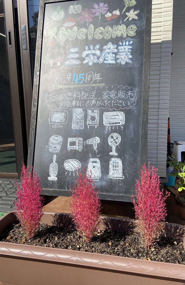 saneisangyou's tweet photo. こんにちはM子です😊
今日もとてもいい天気ですね☀️
 #コキア の色づきも素敵です！
 #コスモス も綺麗に咲いています！
こんな日は散歩したくなりますね〜

 #秋  #秋桜  #晴天  #散歩したくなる  #綺麗な花  #紅葉  #写真  #小須戸 https://t.co/exB401OU4h