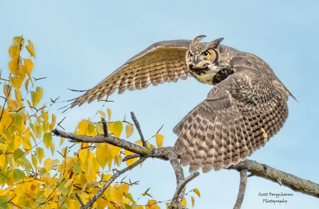 Great Horned Owl! 
Scottfa.picfair.com

#birds #bird #birdwatching #birdphotography  #nature #BirdsOfTwitter #wildlife #wildlifephotography #BirdsSeenIn2023  #wildlifephotograph #NaturePhotography #Twitter #TwitterNatureCommunity #birdphotography