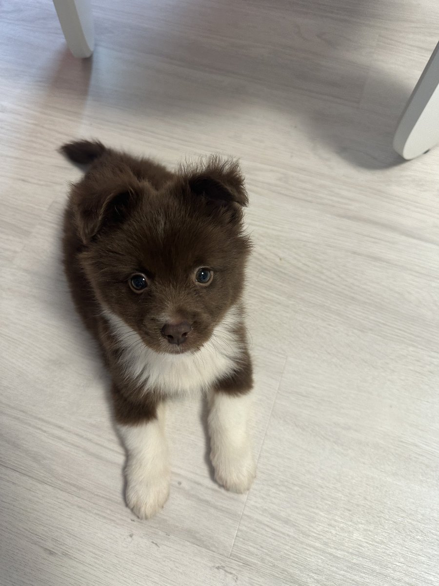 bamtingoo's tweet image. 안녕하세요.. 저는 밤나무 아래에 떨어진 밤팅이예요.. 생년월일은 23년 8월 20일생..
10월 23일에 유기견 보호소에서
밤선생에게 입양 온 믹스견 남자아이랍니다..
밤팅이를 잘 지켜봐주세요 누나들..