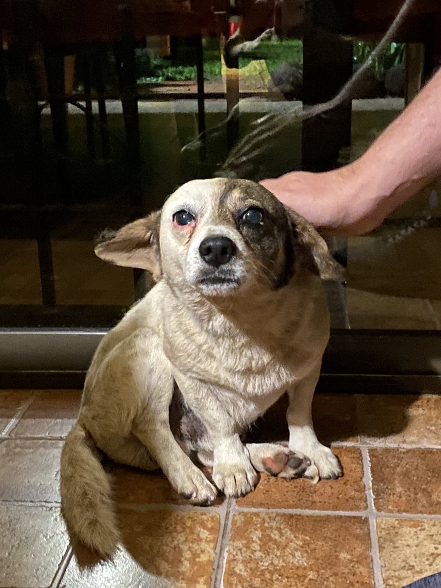 Sofi_Marin1's tweet photo. POSADAS MISIONES 
BUSCA TRÁNSITO O ADOPCIÓN
Sus dueños fallecieron y quedó en la calle. Tiene cuatro añitos, es machito, y es un dulce ❤️ Necesita una familia que le de mucho amor. Mi número es 3765385541 https://t.co/k6eEBGfjBB