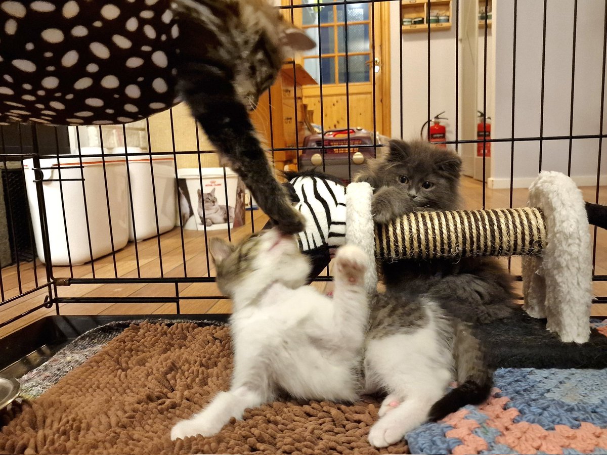 It is playtime for our to tiniest rescued kitten. From an island up in the northernmost part of Norway, where their mothers had been killed by eagles and they themself close to die of hunger, frost, sickness or they too taken by eagles. Now they are safe and surrounded by love.💞