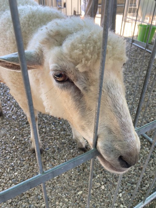 私は安全なX民です。 