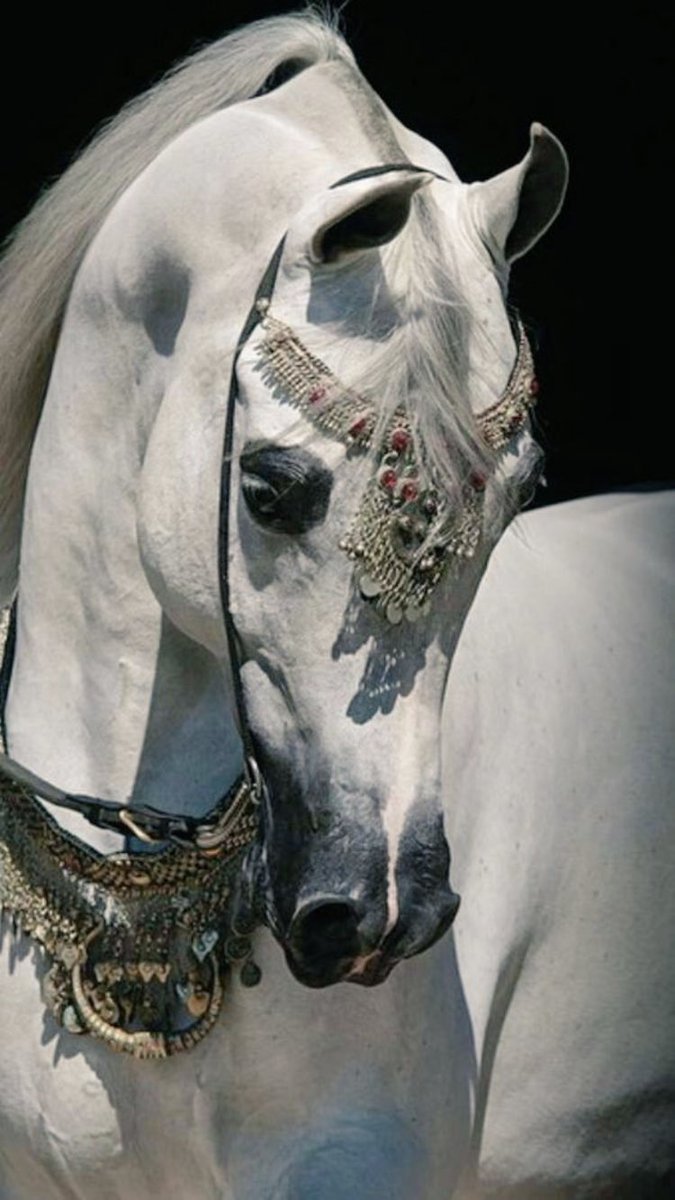 ro7ee_q8's tweet photo. حن الفؤاد إلى عَينيك واشتاقا
وكََم كَوََى الشّوقُ أحْبَاباً وعُشّاقا
يا بسمة الفجر في أبهَى مَنَاظِرِها
قد زَادَكَِ الله فوق الحسن إشْرَاقا
القلب ينهل مِن آهاتِهِ ظمأً
وفي حَنَاياه يَجري الشوقُ دَفّاقا
بِحق مَن صاغ هذا الحسن فاتِنتي
لا تَحْرِمي مٍن لمَاك العَذبِ مُشْتَاقا https://t.co/AkzlHMjPPS