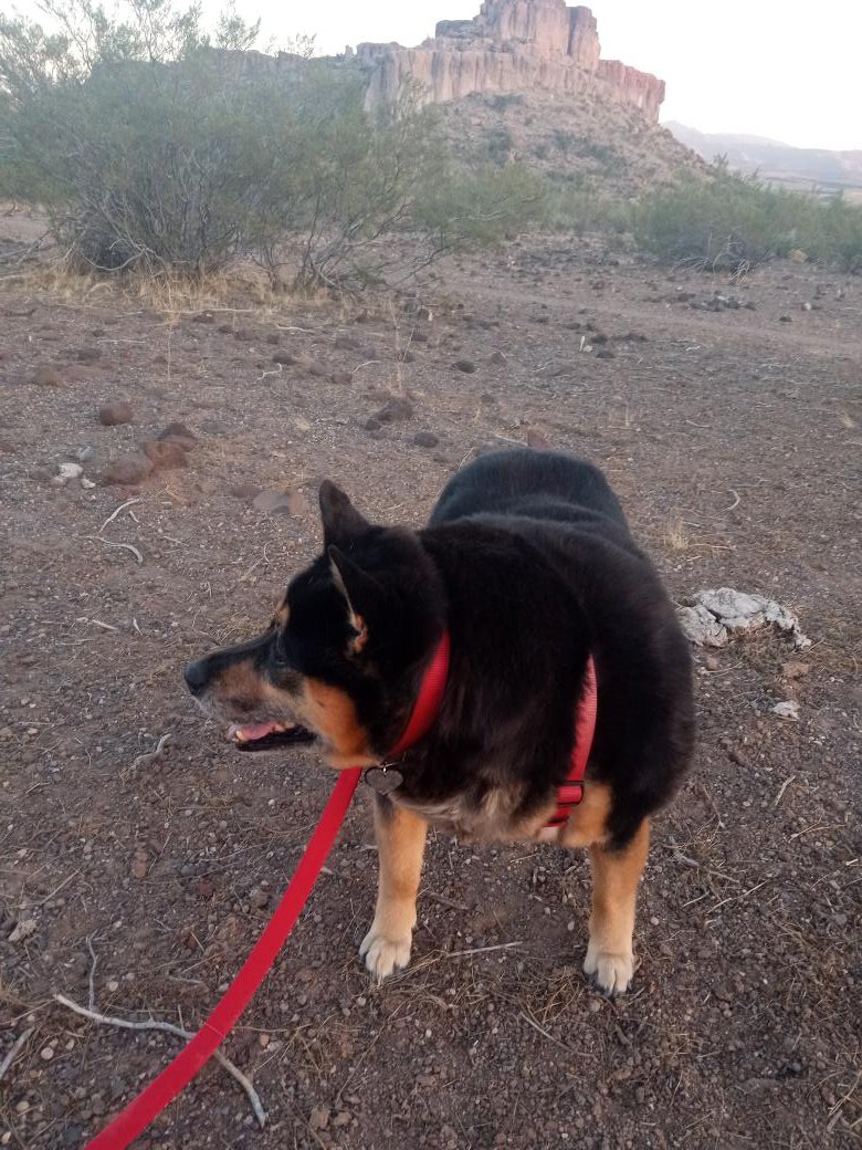 DogUniverseOL's tweet photo. #adventurousdog #dogdadlife #beautifuldog #sunsetstroll #cutedog #tireddoggie #hungrydog https://t.co/wsy3Z2jRWy