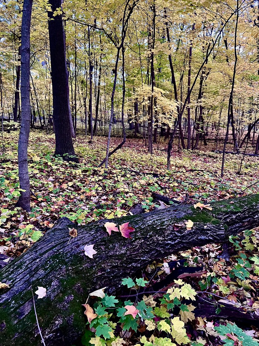 astro_eyes's tweet image. Fall in Illinois