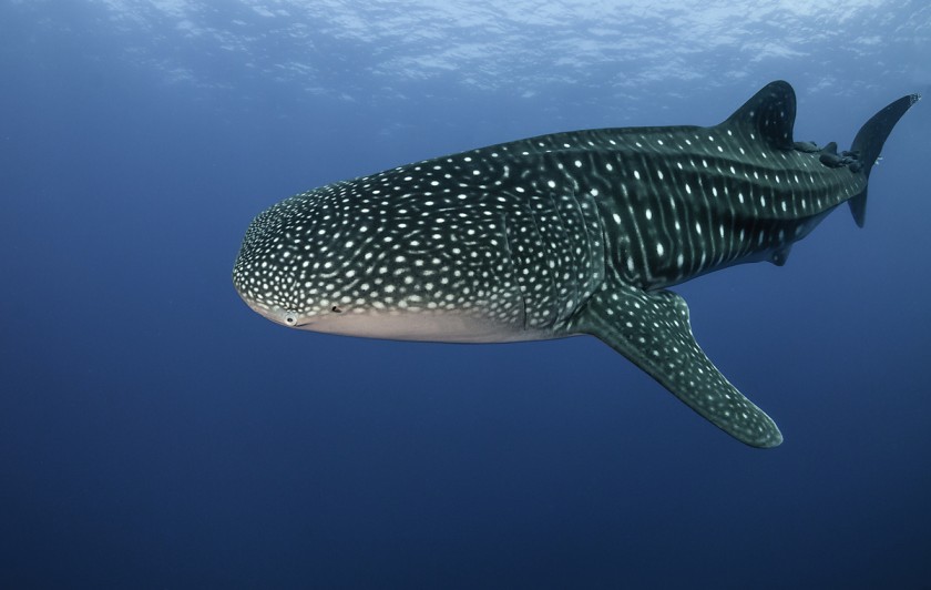 NationalBig's tweet photo. El tiburón ballena (Rhincodon typus) es una especie de elasmobranquio orectolobiforme,[2] único miembro de la familia Rhincodontidae y del género Rhincodon; es el pez existente más grande del mundo, con aproximadamente 12 m de longitud. Presenta una alimentación por filtración. https://t.co/fR2A9M6qbr
