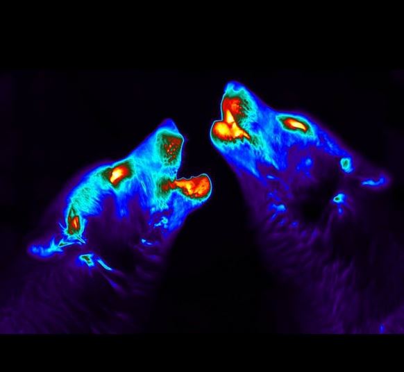 USGS's tweet photo. Halloween is just around the corner! To get you in the mood we give you - "The Howling". 🐺🐺

These thermal images were used as part of a project to assess wolf hair loss from sarcoptic mange. 

Learn more ➡️ https://t.co/xMYNdoPquR

#Halloween #wolves #thermal https://t.co/uyc9uKqChh