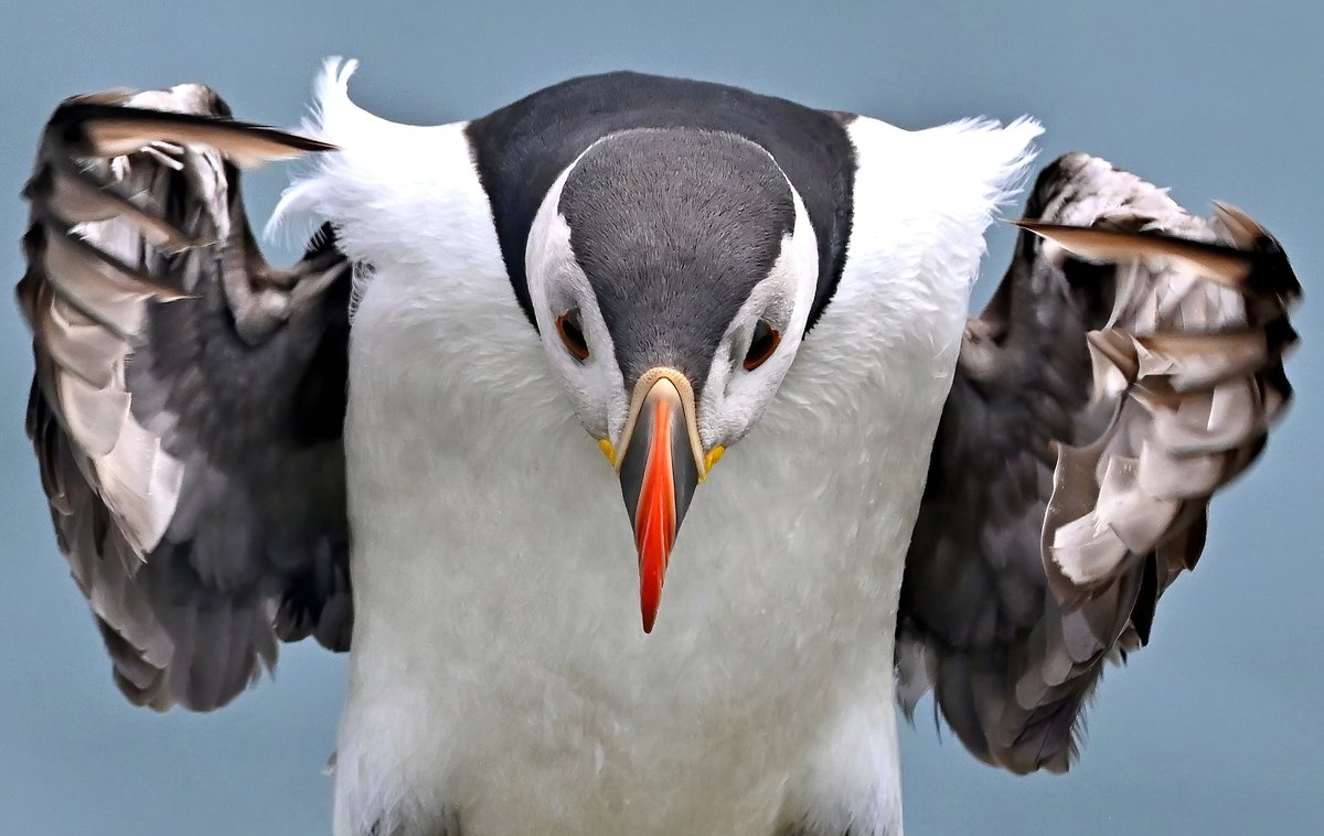 Puffin coming in for a hug... 🤗😁
#TheDailyPuffin 🐦