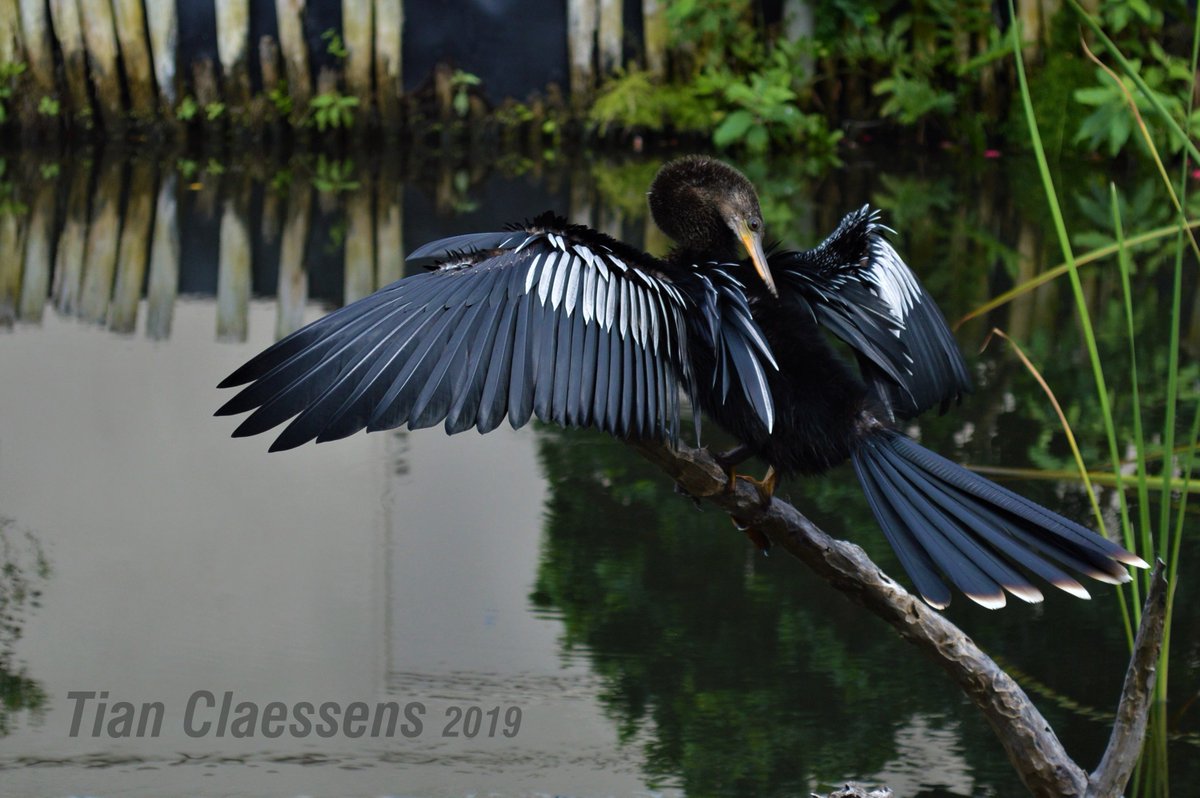 CopiumArt's tweet photo. Since I cannot post photography to my portfolio on ArtStation I'll be posting photos I've taken and want to share here on my Twitter 📸

#photography #animalphotography #landscapephotography #newartist #amateurphotos https://t.co/gR2yh0EMyu