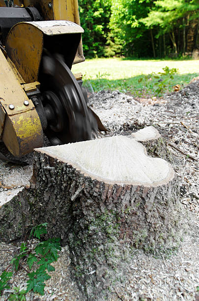 KBStumps's tweet image. Unlock the full potential of your landscape with KB Stump Grinding and Chipping LLC. Say goodbye to unsightly tree stumps and embrace a clean, beautiful yard. Discover more: kbstumpgrinding.com #TreeCare #LandscapeTransformation