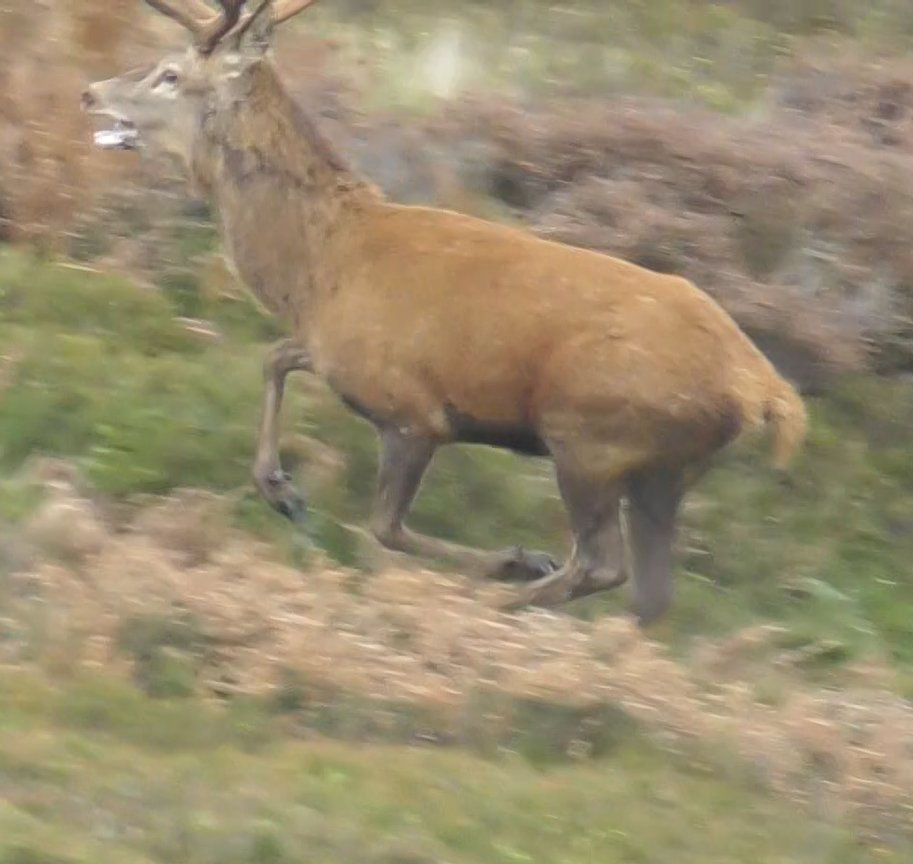 NDHuntSabs's tweet photo. We have witnessed the most depraved scenes on the Quantock Staghounds today. The cruelty and bloodlust unspeakable. They tried to stop him getting to @nationaltrust land, he made it but they went around and came at him from the other side. A shot was heard 6.30pm in near darkness https://t.co/DAFdaMuFvi