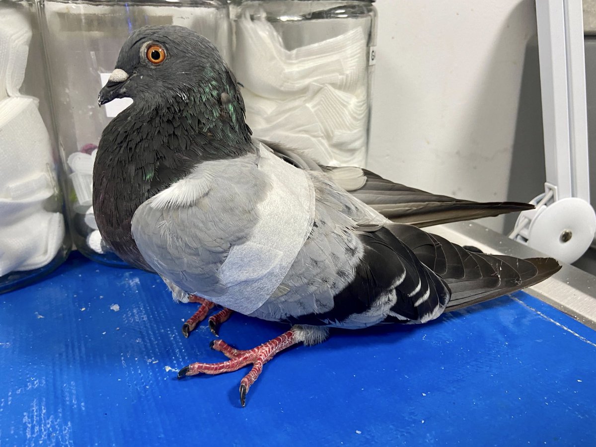 This beautiful pigeon was found shivering on the street, unable to fly. The cause quickly became apparent: a nasty BB pellet was lodged in his left shoulder muscle.

📷: <a href="/tristanahigg/">Tristan Higginbotham</a>