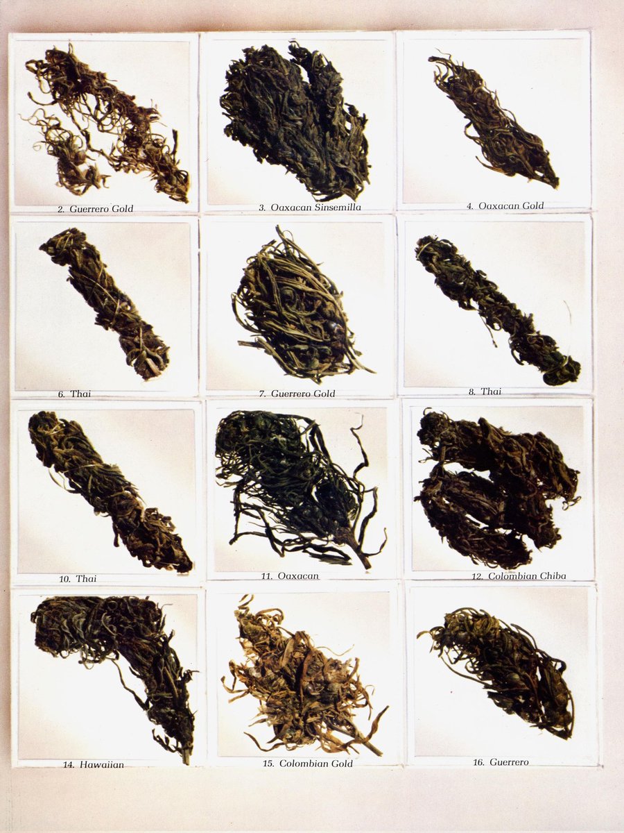 HIGH_TIMES_Mag's tweet photo. Here's a closer look at High Times' Top 40 weed strains of 1977.

Your guide to "the most potent, precious and prettiest crops" of the time. https://t.co/2g2EYCviPt