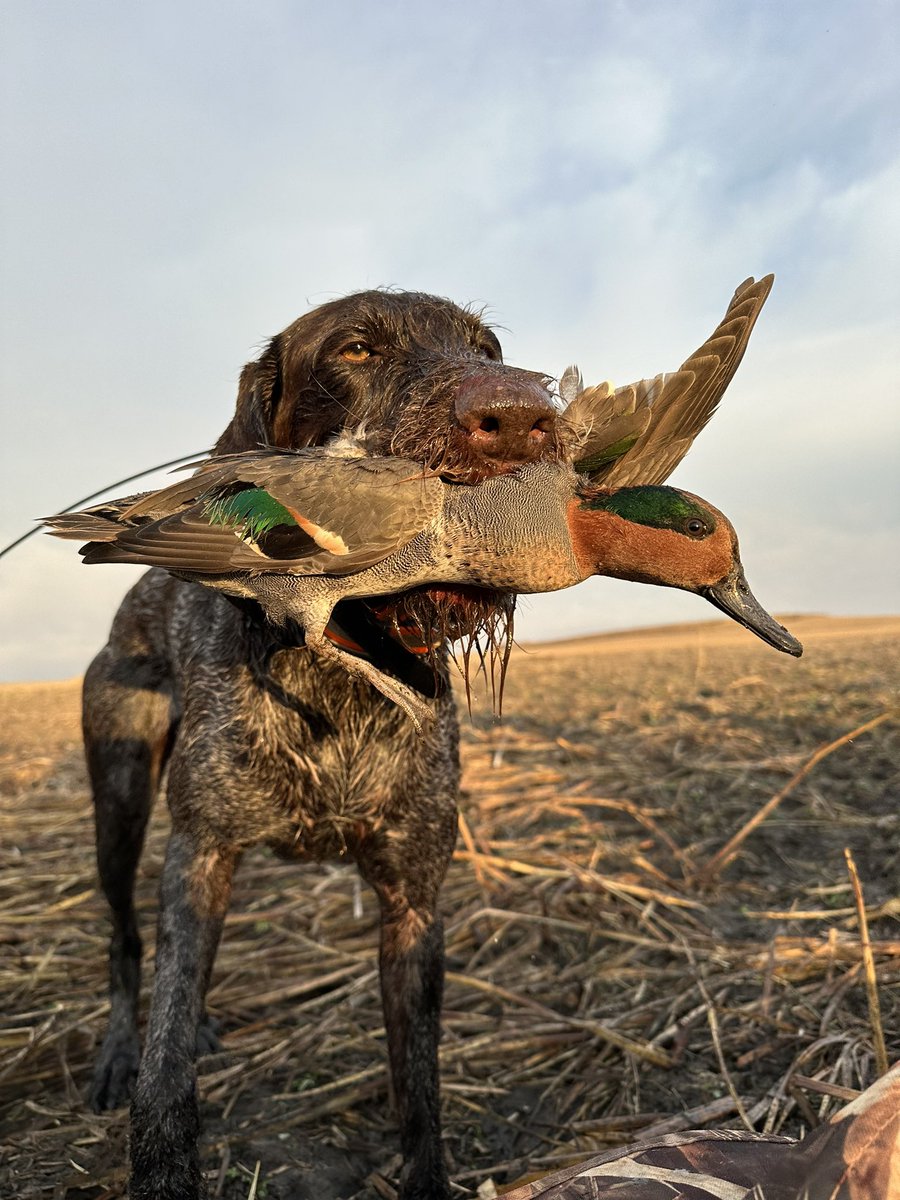 jchotz's tweet photo. One last dip into the Teal Hole but ugg, the mud. We’re headed west ahead of some very cold wet fixin to land here. We ❤️ ND https://t.co/8DtDjStCmm