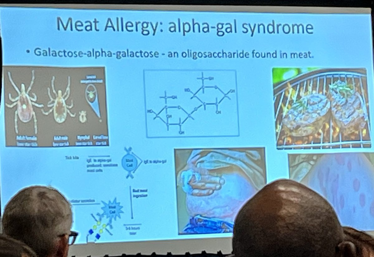 Excited to see that alpha-gal syndrome described at @AmCollegeGastro annual course for GI doctors. 🔑 points 👉🏼 diagnose w symptoms and serum IgE alpha-gal NOT skin prick 👉🏼mammal products, not just meat 👉🏼underdiagnosed as 3/4 PCPs don’t know how to diagnose #gi #alphagal