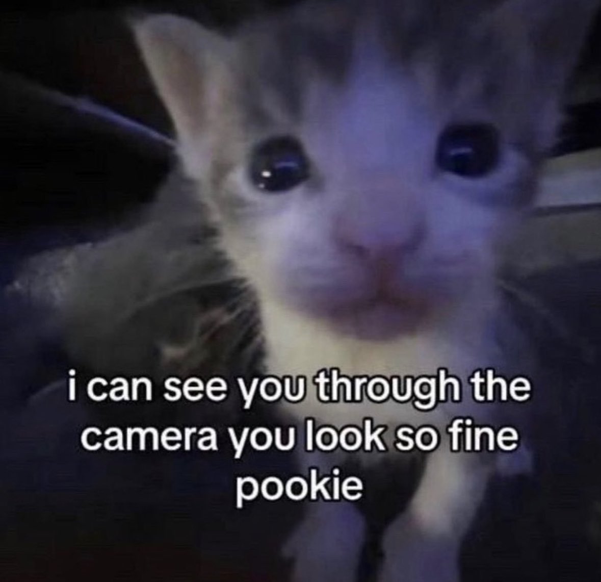 literallymecats's tweet photo. https://t.co/QZnHdyOwRX