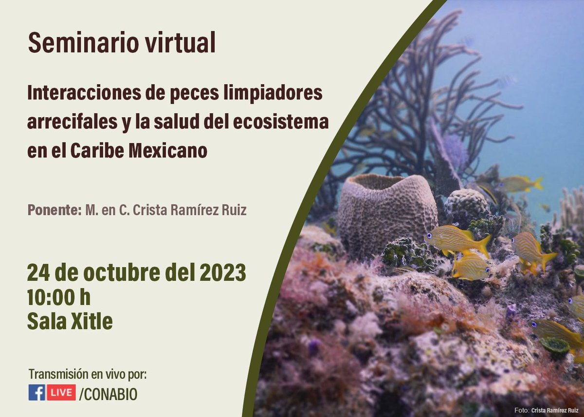 Seminario virtual Interacciones de peces limpiadores arrecifales y la salud del ecosistema en el Caribe Mexicano. Ponente: M. en C. Crista Ramírez Ruiz 🗓️ 24 de octubre 2023 ⏰ 10:00 h 🖥️ Transmisión en vivo por: facebook.com/CONABIO/live