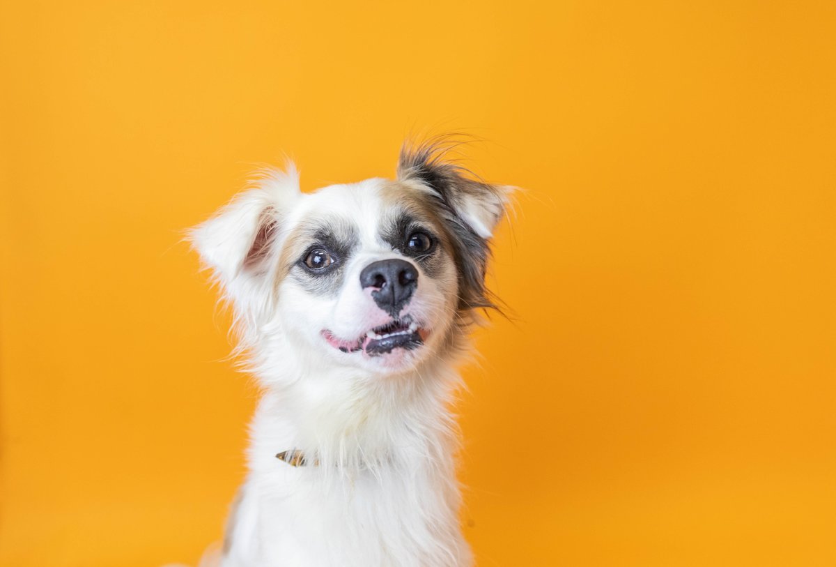 Did you see Bobby (27000) on ksee24 central valley today? Bobby is approximately a two-year-old terrier mix that has hops for days. Although he has such an electric personality he also has so much more love to give! ❤️ ADOPTION INFO: bit.ly/3g7Z75B