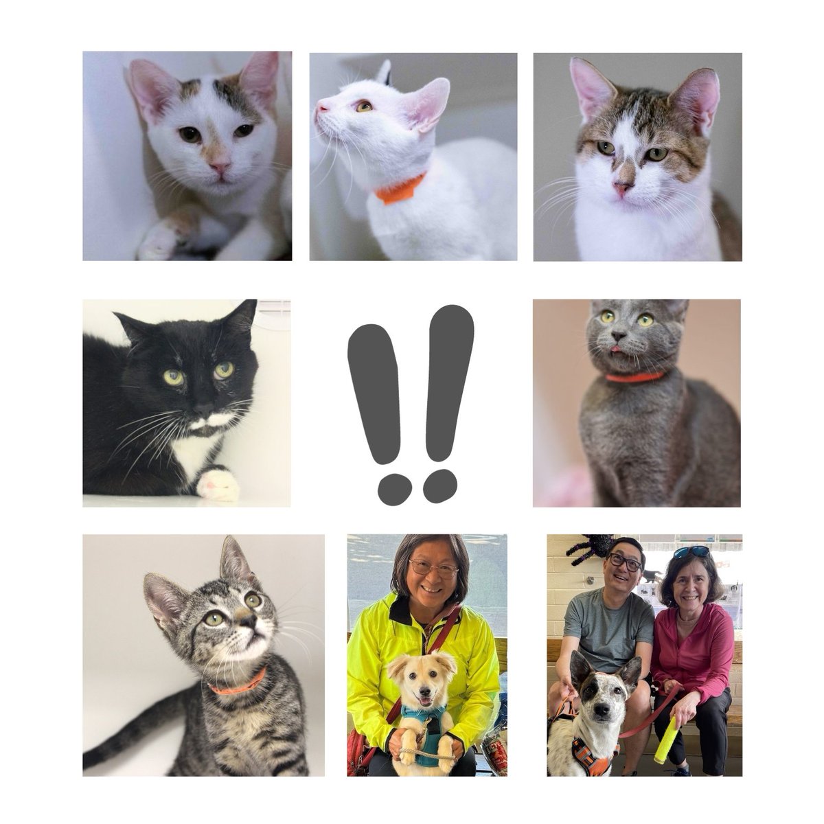 Good news, good news! Update: Calcifer, Mikey, Yennefer, Peggy, Puft & Vinz, Schooner, Caraway, Hana, Velvet, Barbara, Charm, Hamachi, Sebastian, Olive, Vigo, and Gozer all found loving homes!