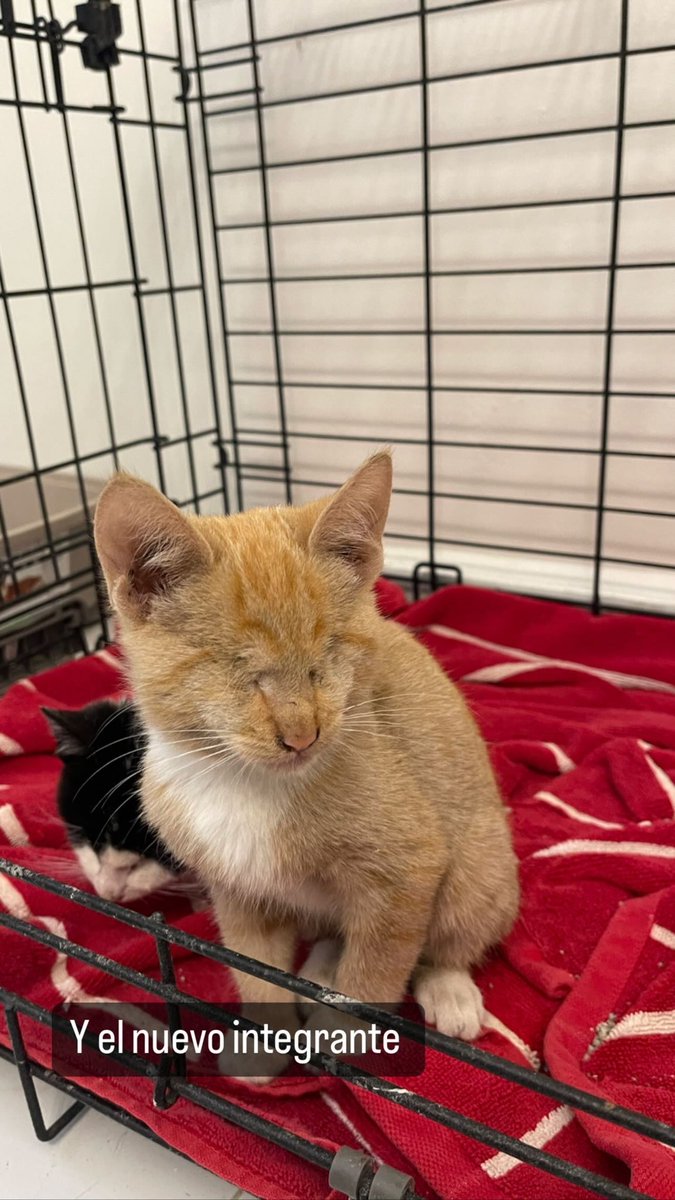 _MarielGS's tweet photo. Hola, les comparto la historia de estos gatitos que acabo de encontrar el día de ayer. Los encontramos con suturas en los ojos, hambre y sucios, hoy los lleve a revisión con mi veterinaria de confianza (ya que la situación estaba súper rara) https://t.co/BbUUr2OiaZ