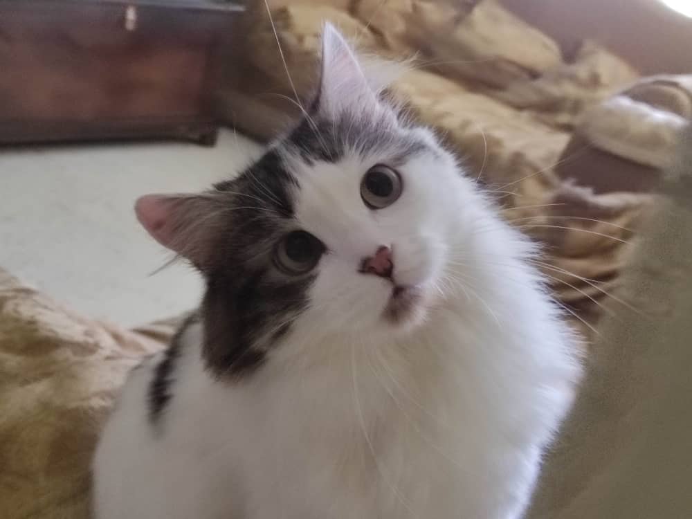 Ariana Sosa tweet media