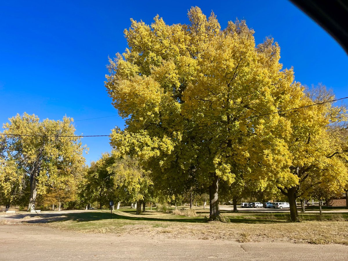 DakotaMcGee6's tweet photo. A few Fall colors photos around Sterling CO today. Tomorrow gonna drive around and find more! #cowx #fallcolors2023 @NWSBoulder @CReppWx @BianchiWeather @theWXwoman @KathySabine9 @spann @DaveCBS4 @LaurenCBS4 @9NEWS @DenverChannel @CBSNewsColorado @AbeSandyWX @ReedTimmerAccu https://t.co/LYnNmrCSrh