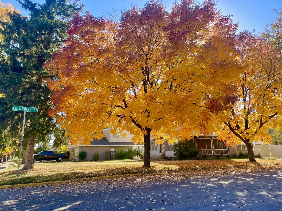 DakotaMcGee6's tweet photo. A few Fall colors photos around Sterling CO today. Tomorrow gonna drive around and find more! #cowx #fallcolors2023 @NWSBoulder @CReppWx @BianchiWeather @theWXwoman @KathySabine9 @spann @DaveCBS4 @LaurenCBS4 @9NEWS @DenverChannel @CBSNewsColorado @AbeSandyWX @ReedTimmerAccu https://t.co/LYnNmrCSrh