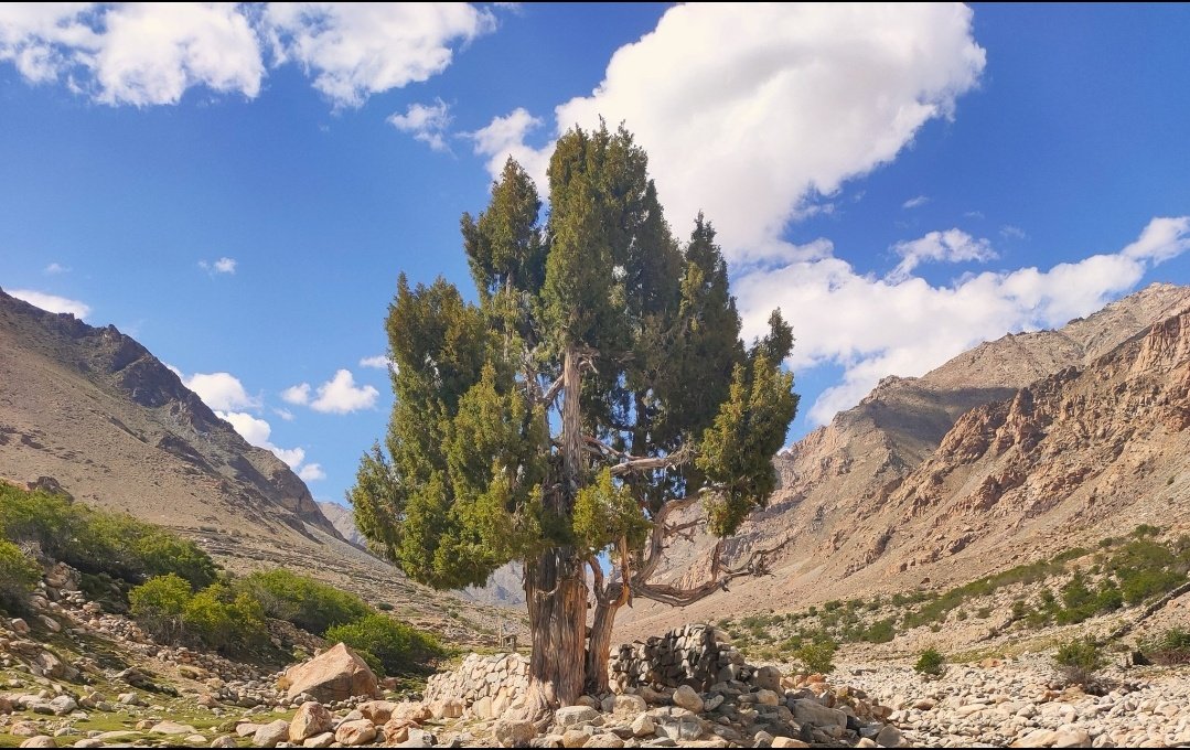 Juniper Declared State Tree of UT Ladakh

Juniper is known as Shukpa in Purgi &amp; Chilli in Shina Language which has a special importance in Tradition &amp; Culture