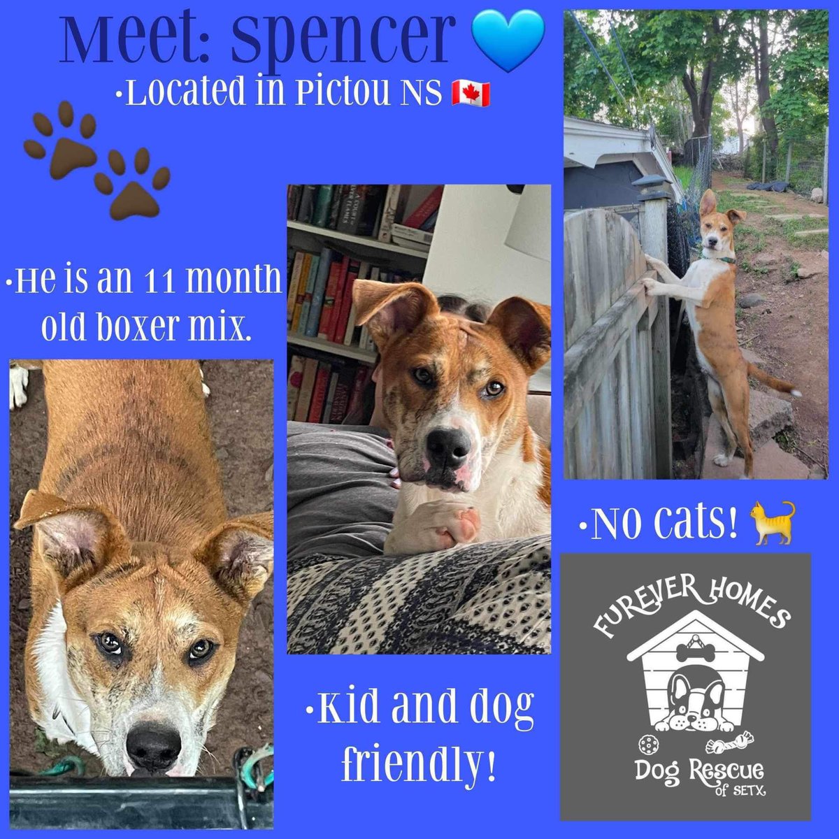 Spencer is looking for a foster or adopter! 🐶 

Located in Nova Scotia