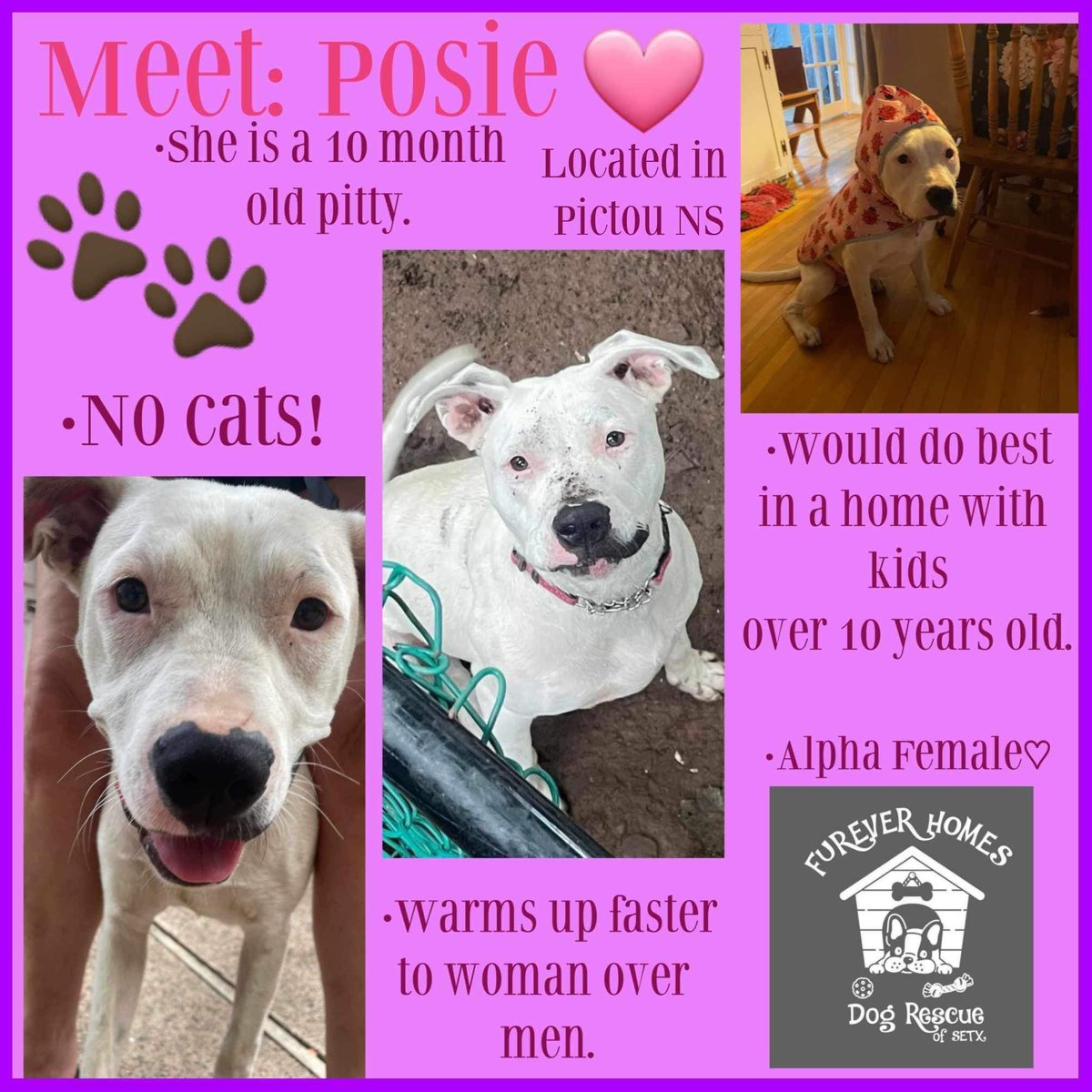 Posie is looking for a foster or adopter! 🐶

Located in Nova Scotia
